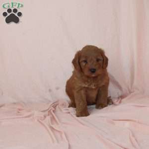 Wolfe, Mini Goldendoodle Puppy